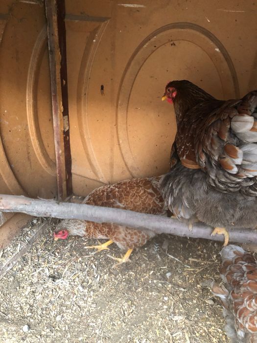 Вияндот золото товуклари