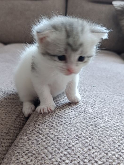 Продаю шотландских котят