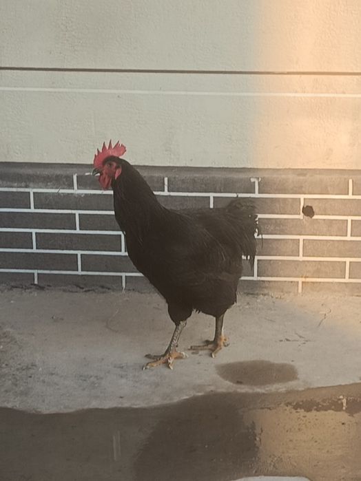 Продам петух Джерси гигант