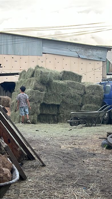Продам Сено Житняк