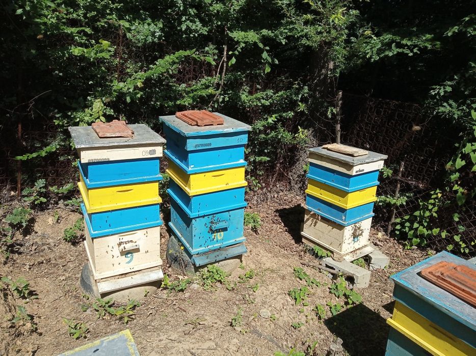 Кошери система Дадан Блат