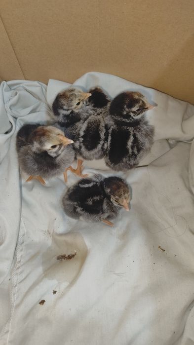 Pui găini și ouă Wiandotte argintiu