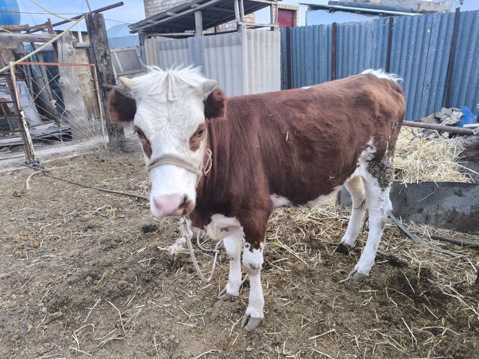 Қашар сатылады 400000