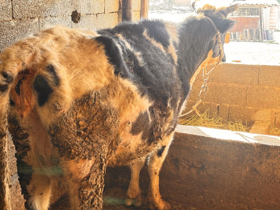 Сиыр бузауен кунажын екыншы тума