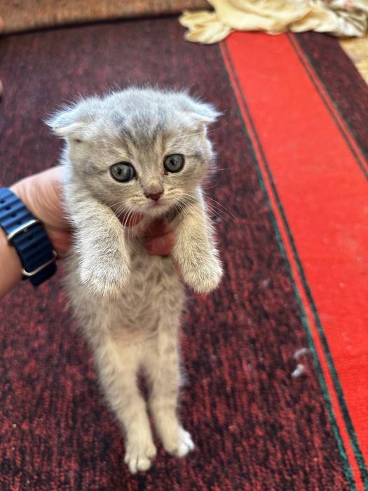 Скотиш фолд сотилади