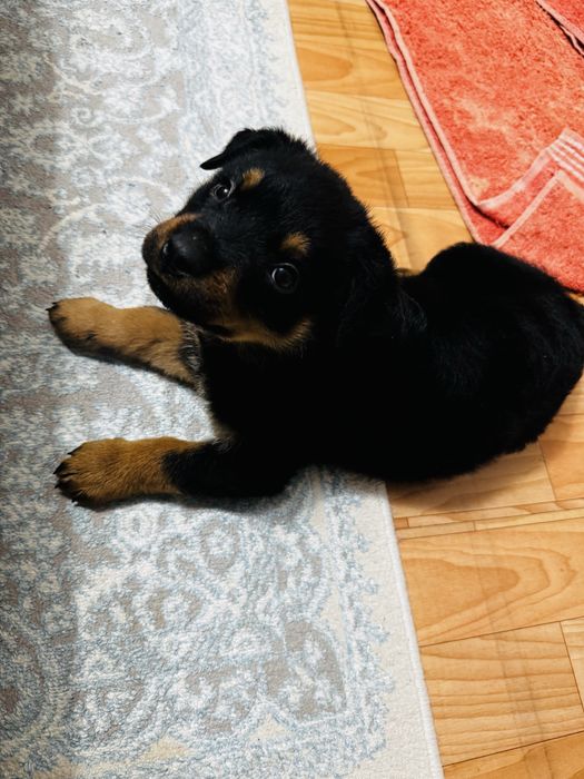 Щенки Ротвейлеры!