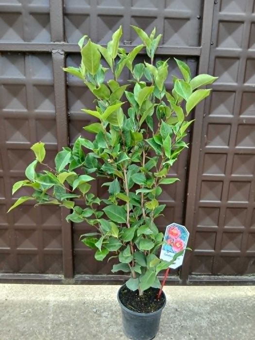 Камелия (Camellia japonica)