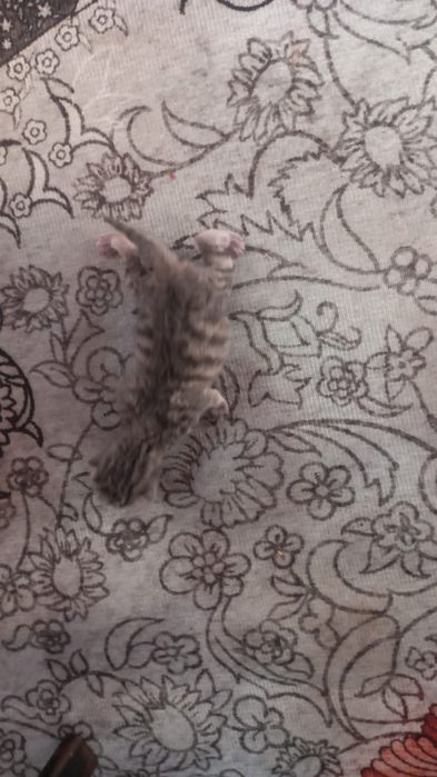 Отдам котят в добрые руки