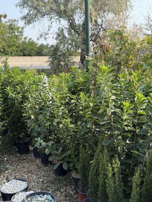 Vand prunus laurocerasus(laur englezesc)