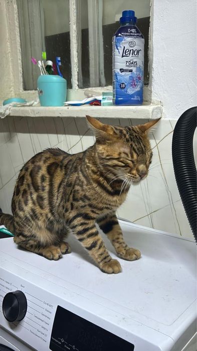 Продается, пародистый, мужчина