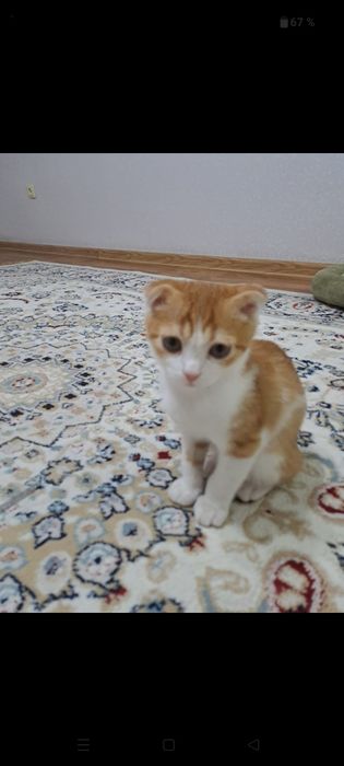 Отдам котенка в хорошие руки.