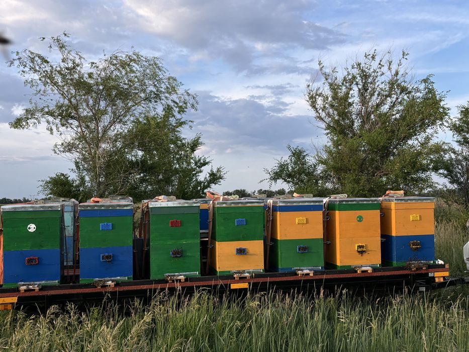 Натуральный мед