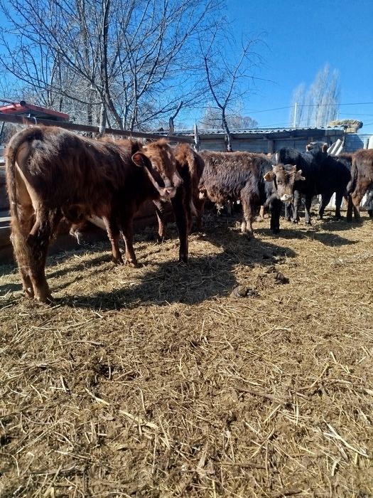 Буқалар сатылады