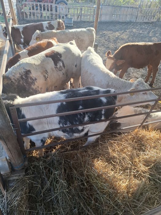 Vând viței între 200-300kg