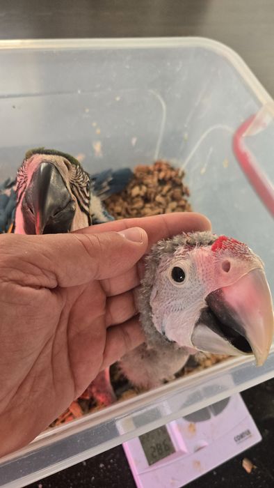 Vand pui papagal ara cloroptera,si ararauna