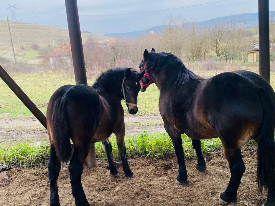 Vand manza de 5 luni