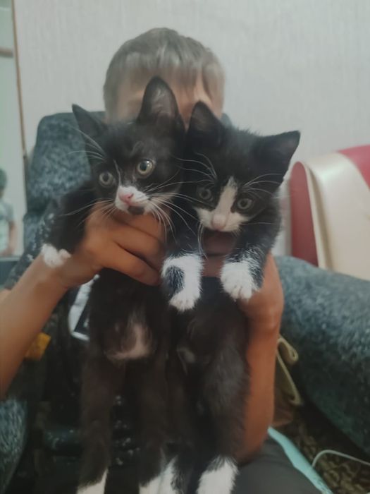 Отдам котят в хорошие руки