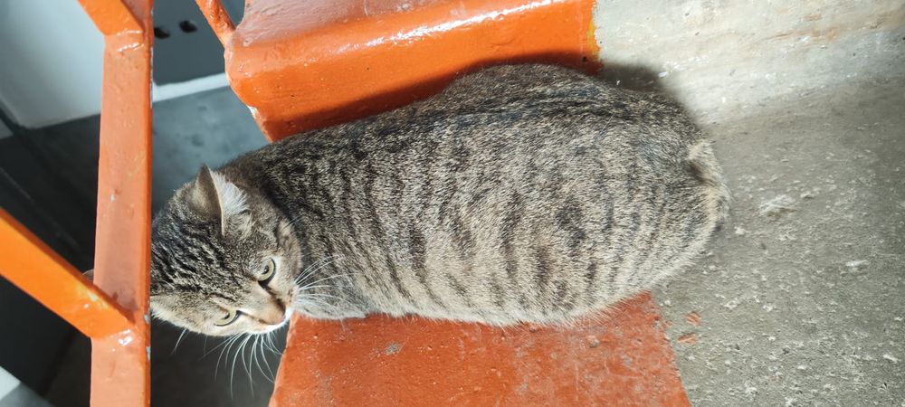 Ищем добрые руки