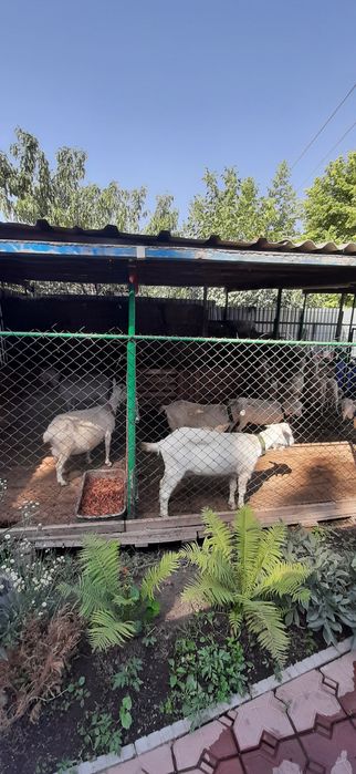 Козье молоко с доставкой на дом!