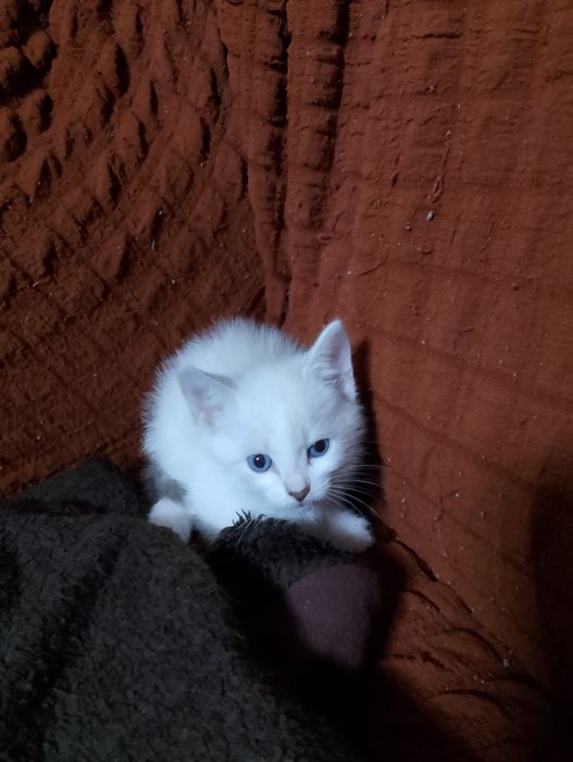 Котят в добрые руки