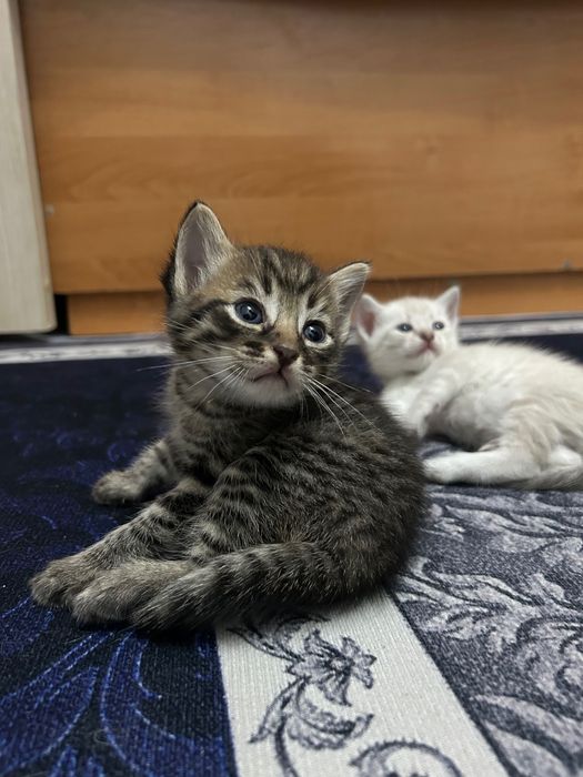 Маленькие котята