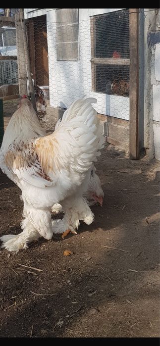 De vanzare oua de brahma auriu