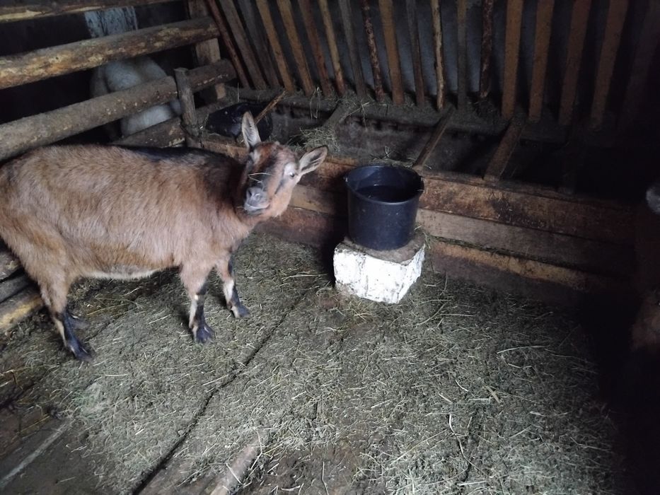 Vând două capre alpine franceze