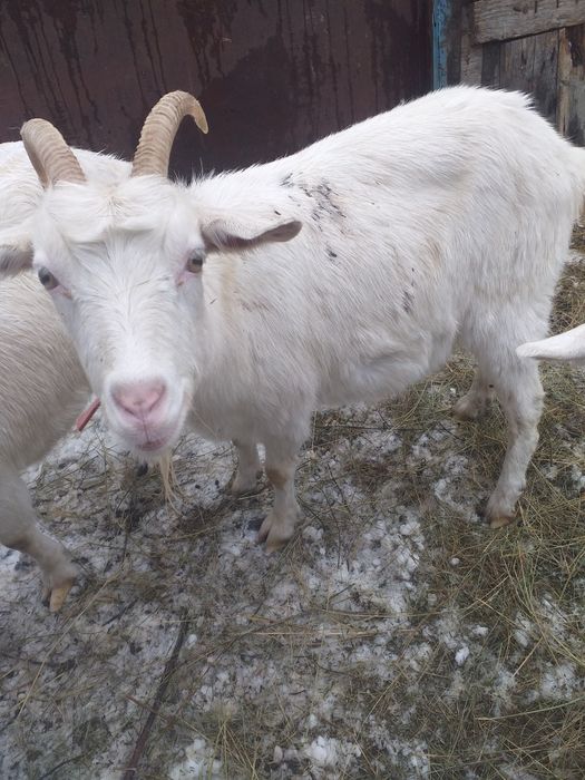 Продам дойную козу