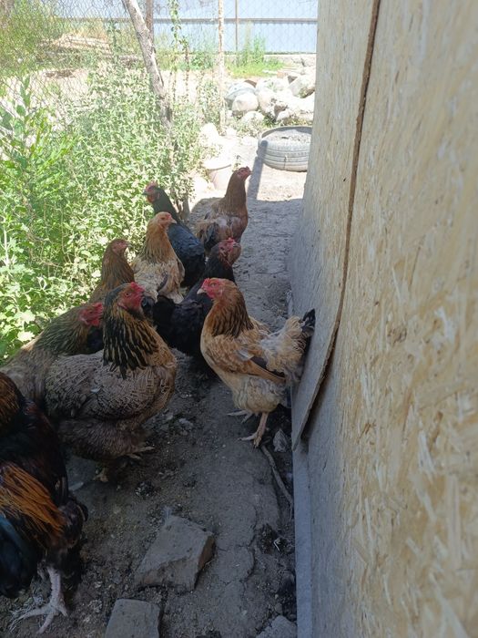 Продам домашних курей