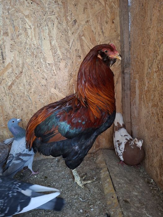 Cocos araucana potarnichiu sălbatic