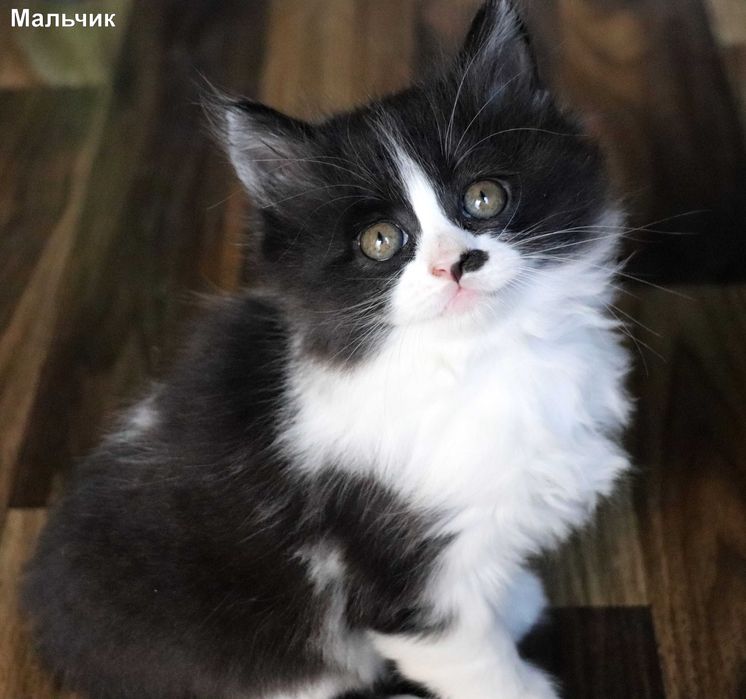 Отдам в хорошие руки котят, 2 девочки, 2 мальчика