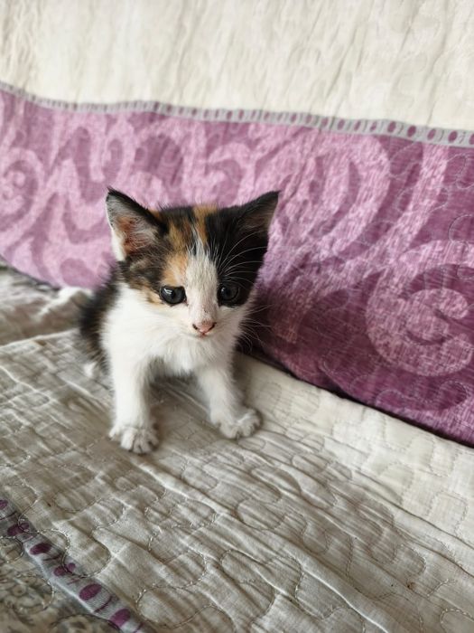Бесплатно котята