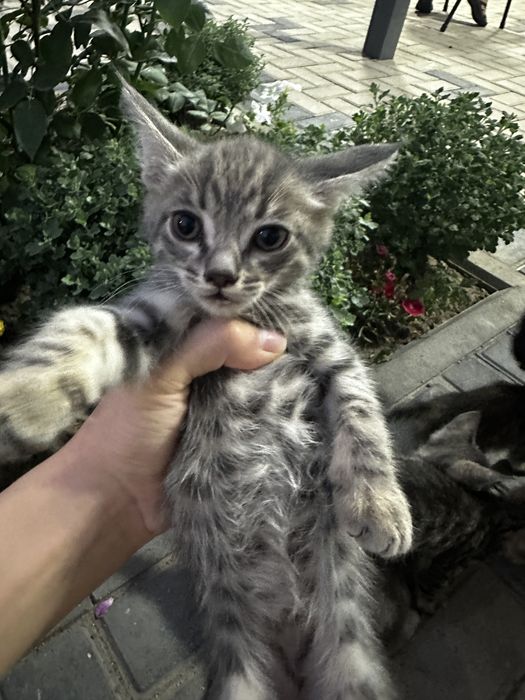 Отдам даром котят.
