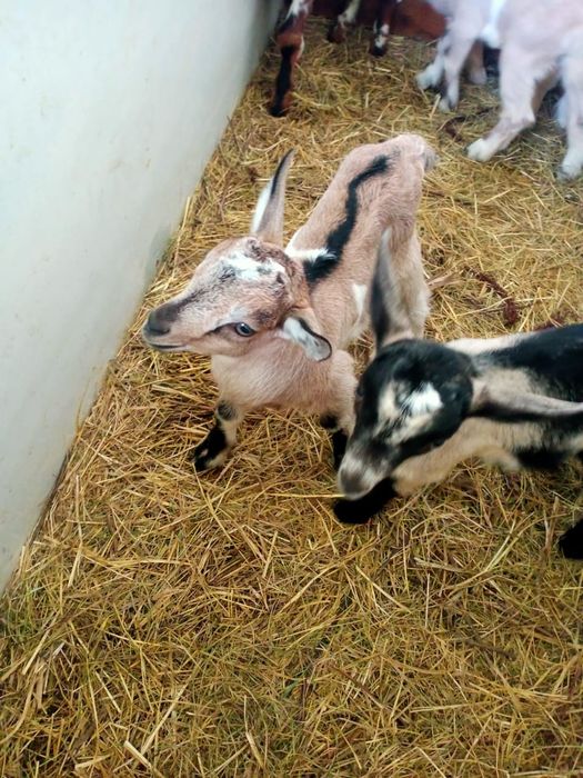 Козлики альпийцы