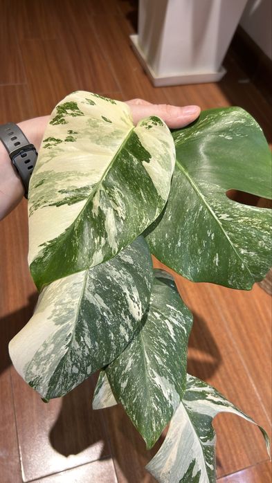 Монстера альба, шикарная вариегатность