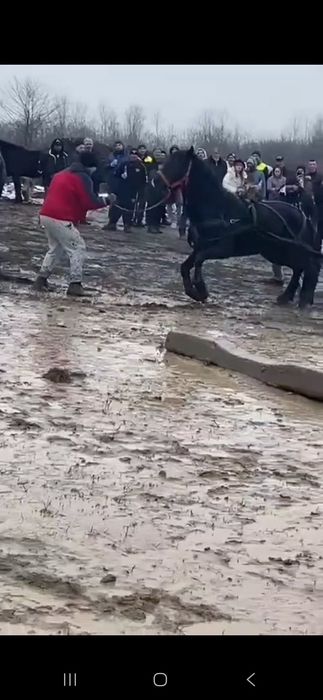 Vând armăsar foarte cuminte