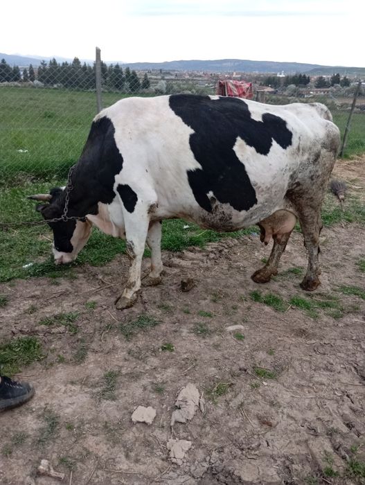 De vânzare trei vaci de a fata