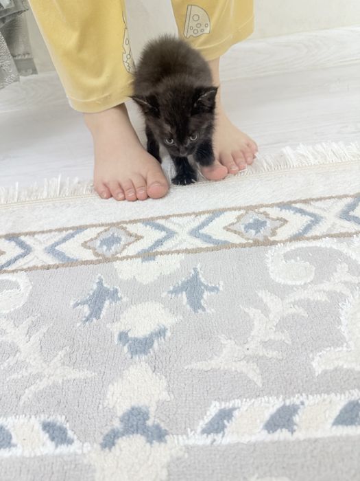 Отдам в добрые руки котенка