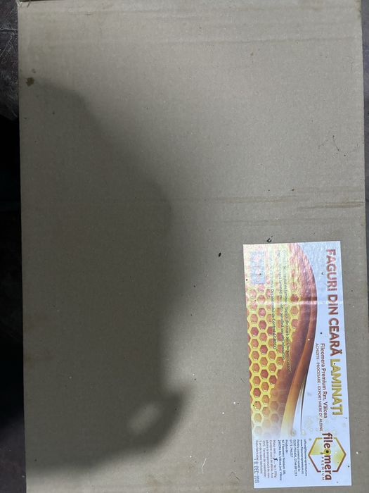 Faguri din ceara Fileomera