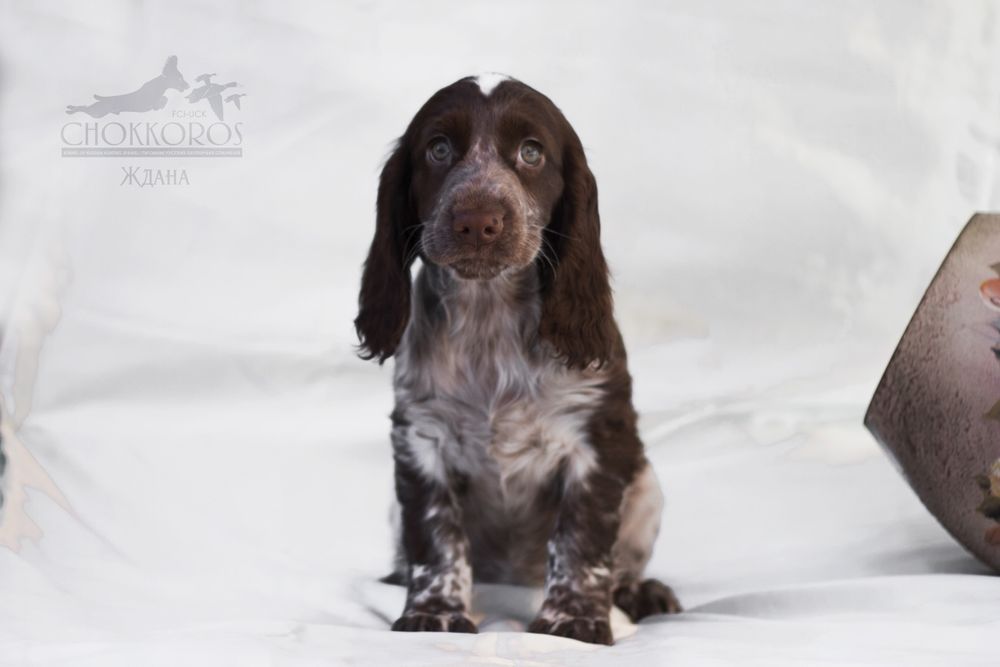 Спаниельки с документами.