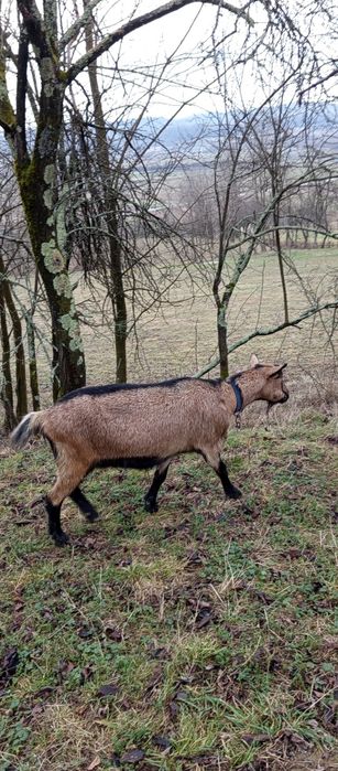 Vând două capre superbe