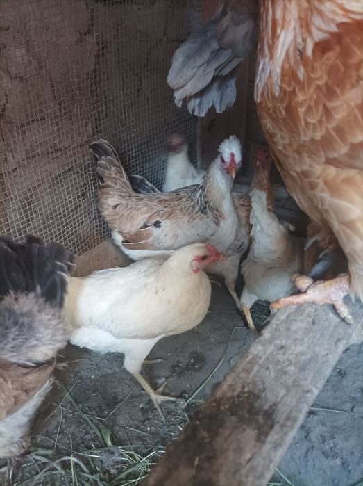 Joydori tovuqlar sotiladi xamasi tug'adi