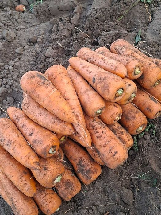 Продам морковь оптом