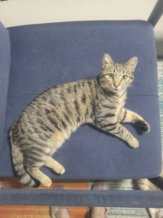 Кошки  и  коты..