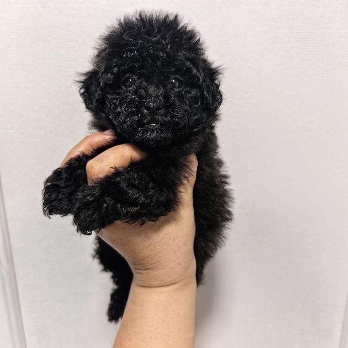 Мальчик мальтипу F1,  супер мини