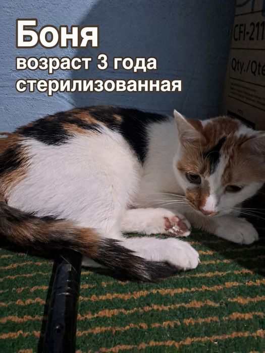 Отдаем кошку в добрые руки