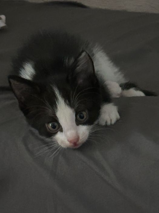 отдаю котят в хорошие руки!