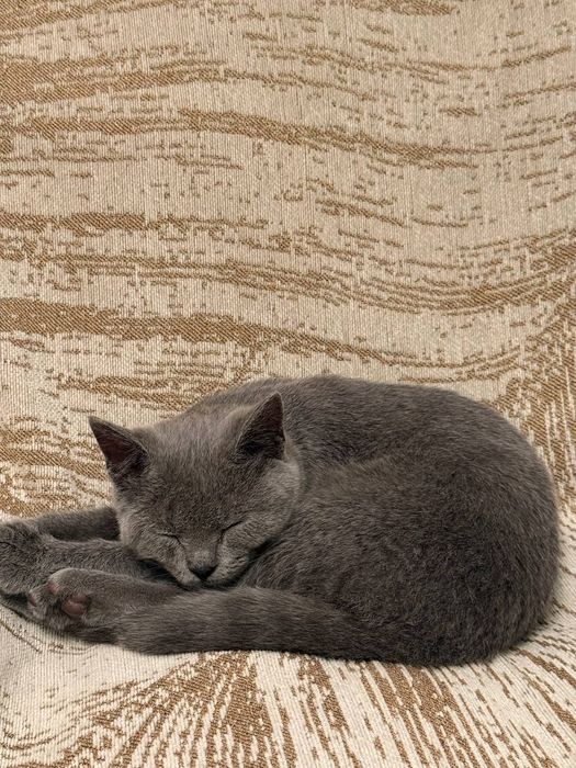 Шотландский кот остраухий