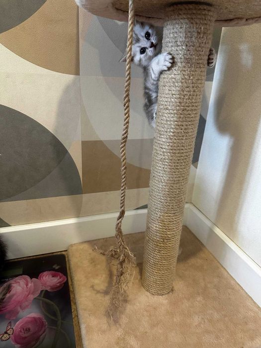 Продам Шотландские котят