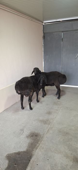 Qo‘zi qo‘chqorlar sotiladi.